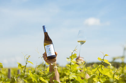 DIVIN 'Classic' Sauvignon Blanc